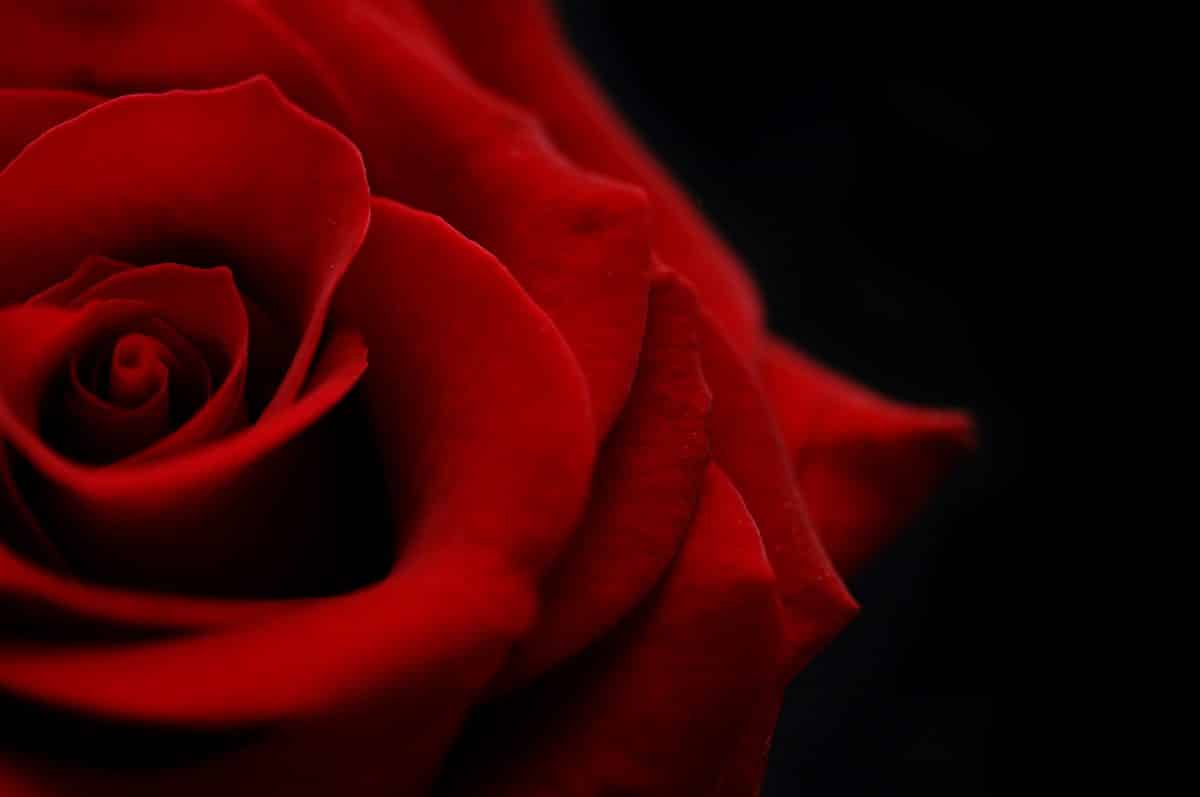 Red rose symbolizing martyrdom
