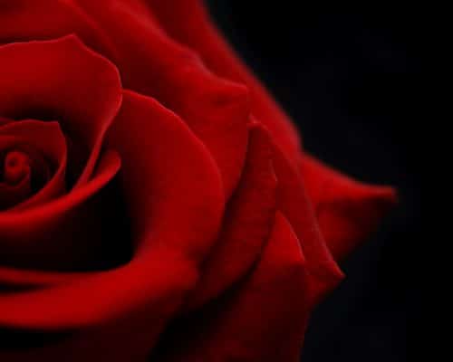 Red rose symbolizing martyrdom