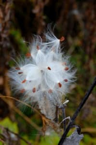 Milkweed seeds found in the Catskills in the Fall.