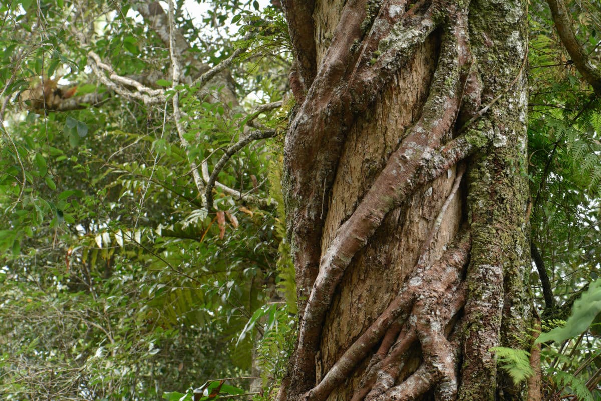 Sin, like a strangler fig, can choke the life out of a host