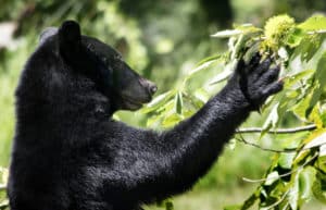 Eastern Black Bear treating herself to berries.