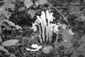 About me. The ghostly Indian Pipe.  One of my favorite deep wood plants.