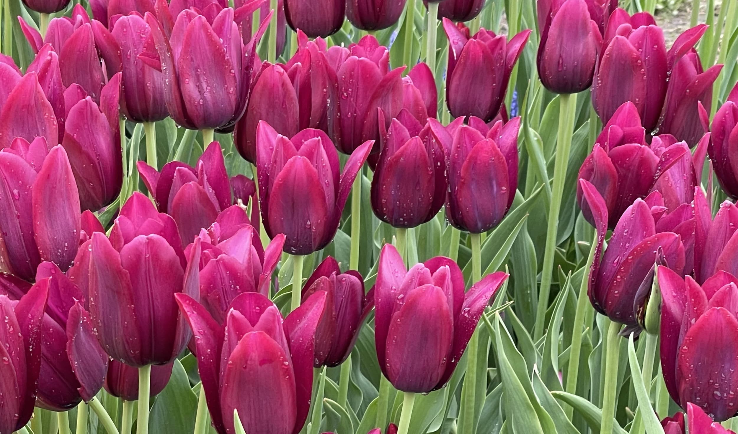 Tulips on display in Albany, NY