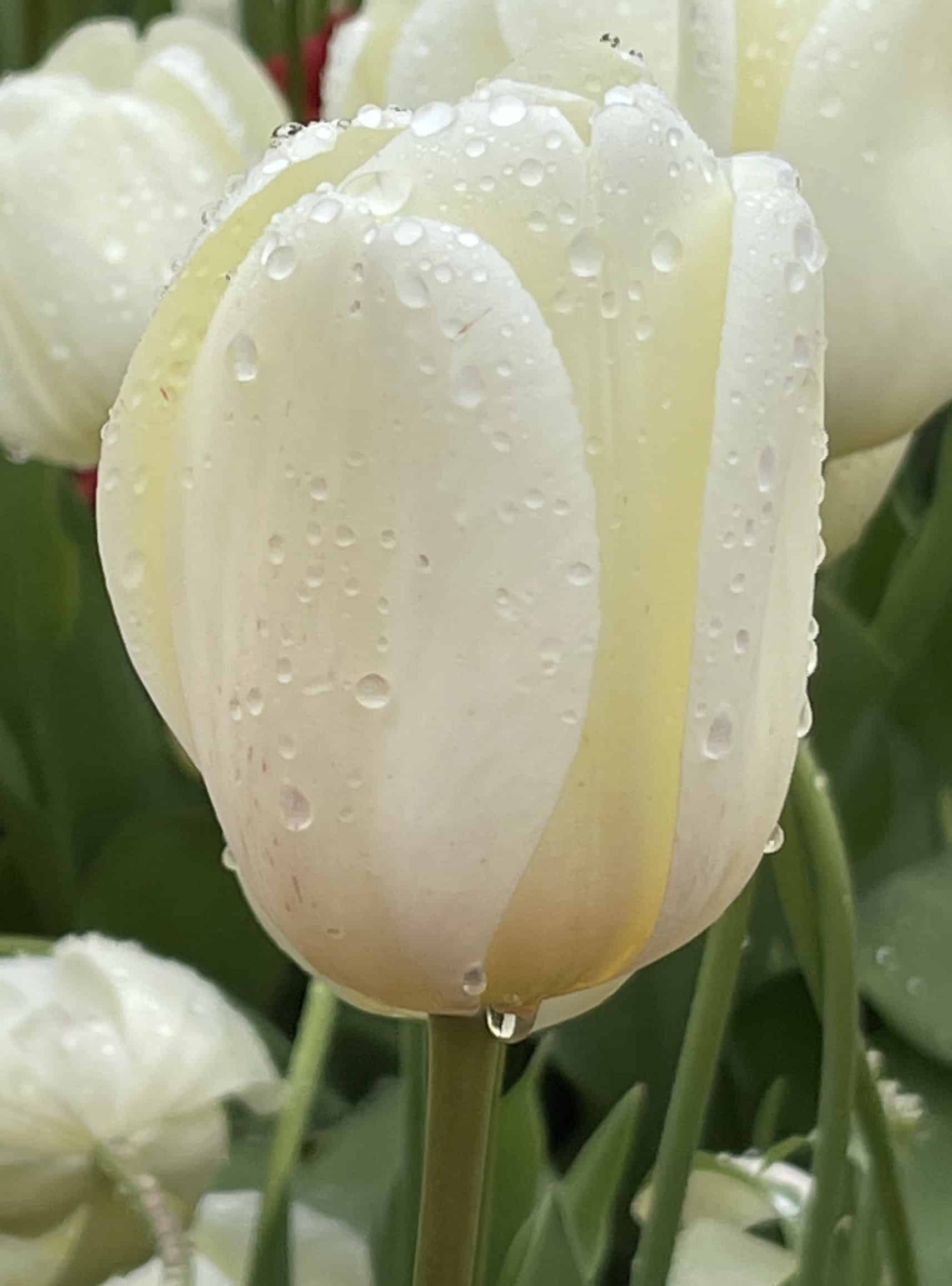 Ivory Floradale tulips at 74th Annual Albany Tulip Festival
