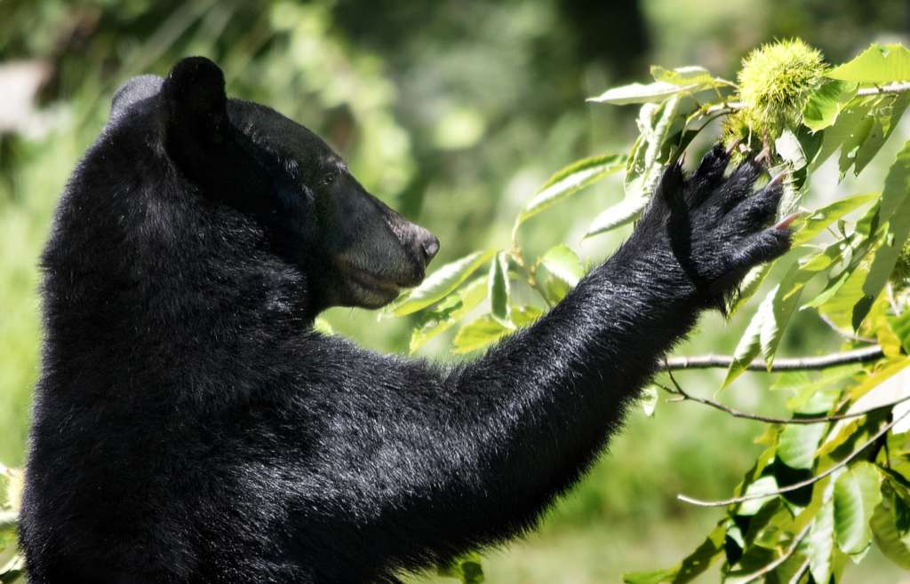 Bears have invaded my neighborhood