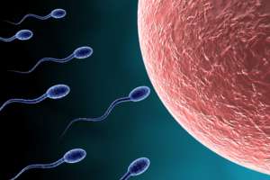 SARS-CoV-2 (COVID-19) News Thread Does COVID tax cause infertility in men?