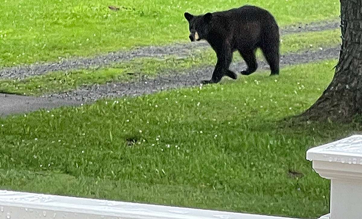 Bear in my driveway