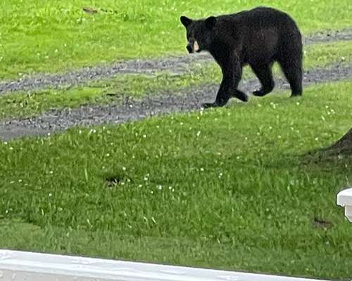 Bear in my driveway