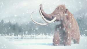Wooly mammoth in the Ice Age
