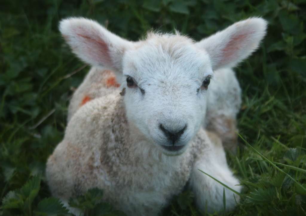 Young lamb resting