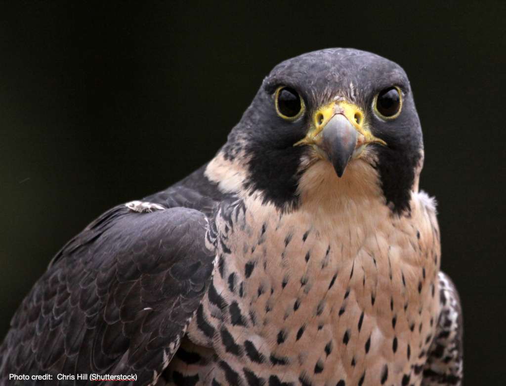 Falcon illustrating the Rapture