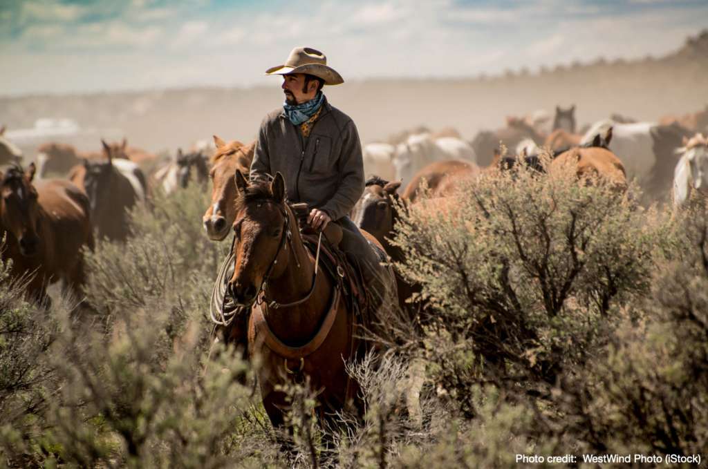 The Last Roundup