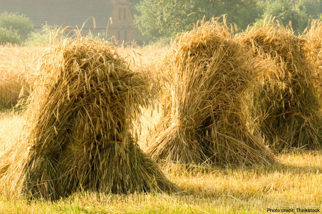 Harvest time in the country