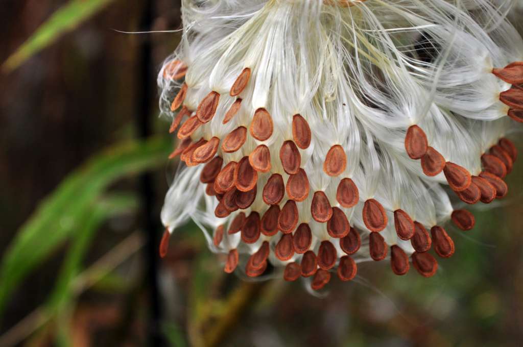 Harvest time in the country as milkweed seeds errupt from their pods.