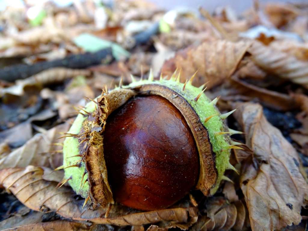 American Chestnut tree fruit