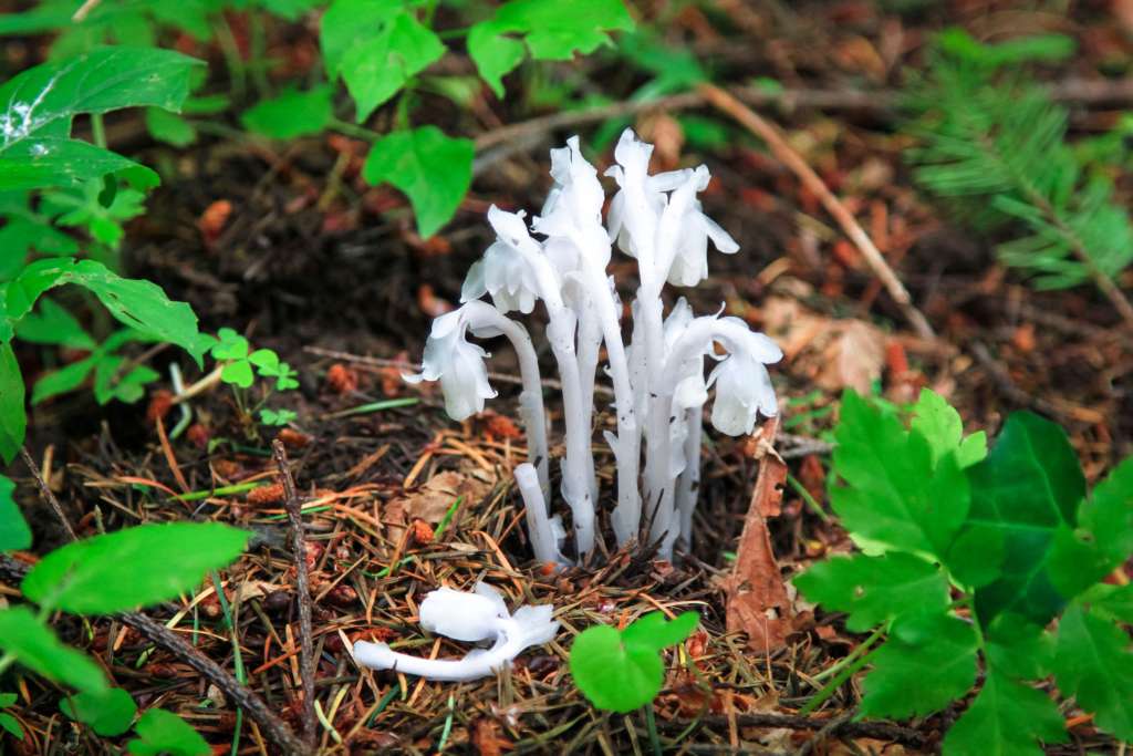 The forest floor: Indian pipes