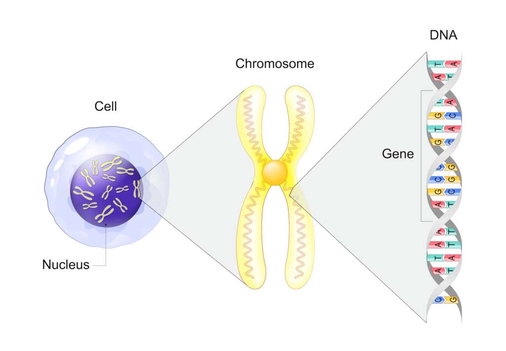 Enfants-de-dieu:  Diagram of cell, gene and chromosome.