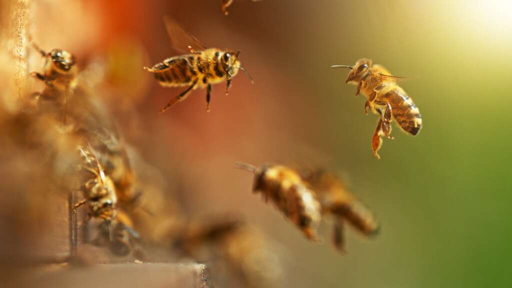 Stochere Nicht Im Bienenstock