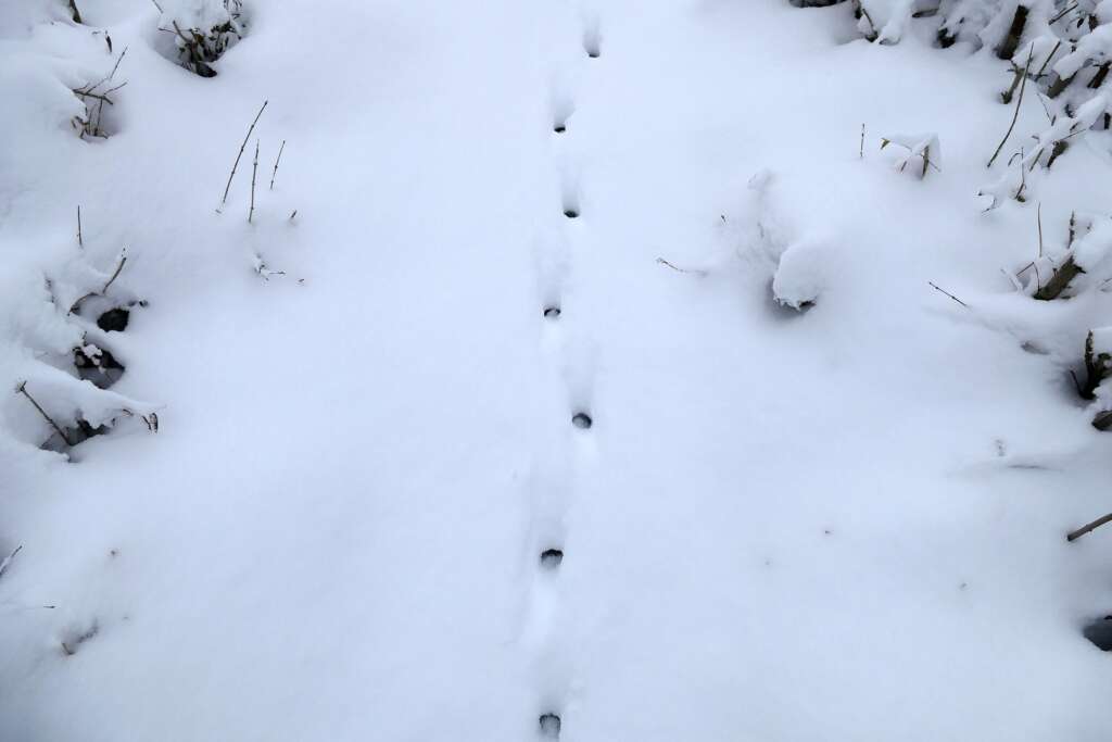 Deer tracks in the snow.