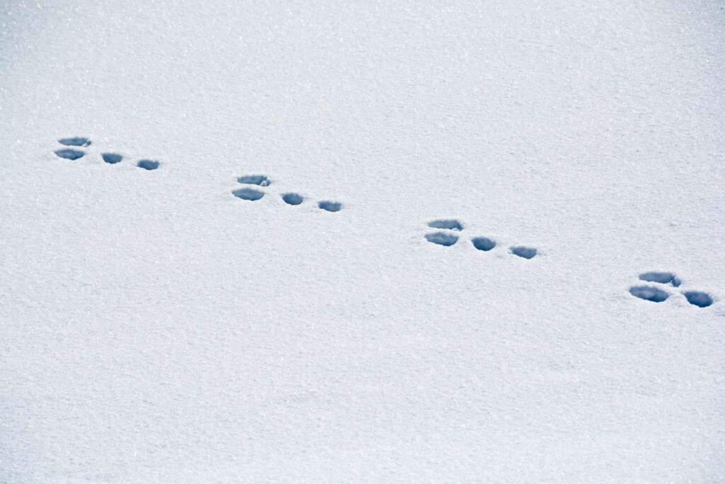 Rabbit tracks in the snow.