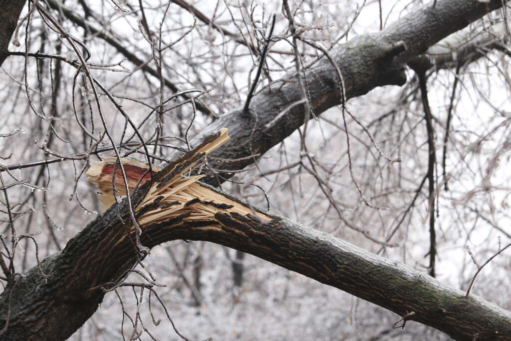 Ăchtóhu Winter. Gohone lays waster to the trees.