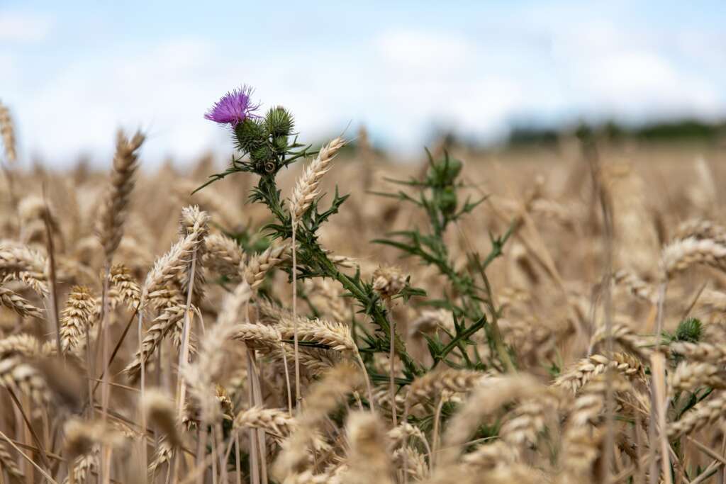 Is your spiritual life salt-free? Wheat and tares