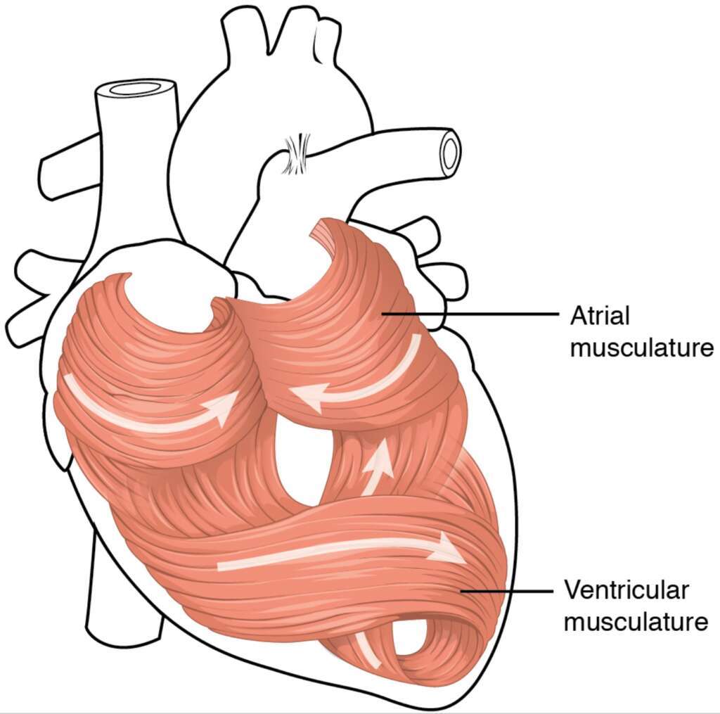 Is your spiritual life salt-free? Anatomy of the heart