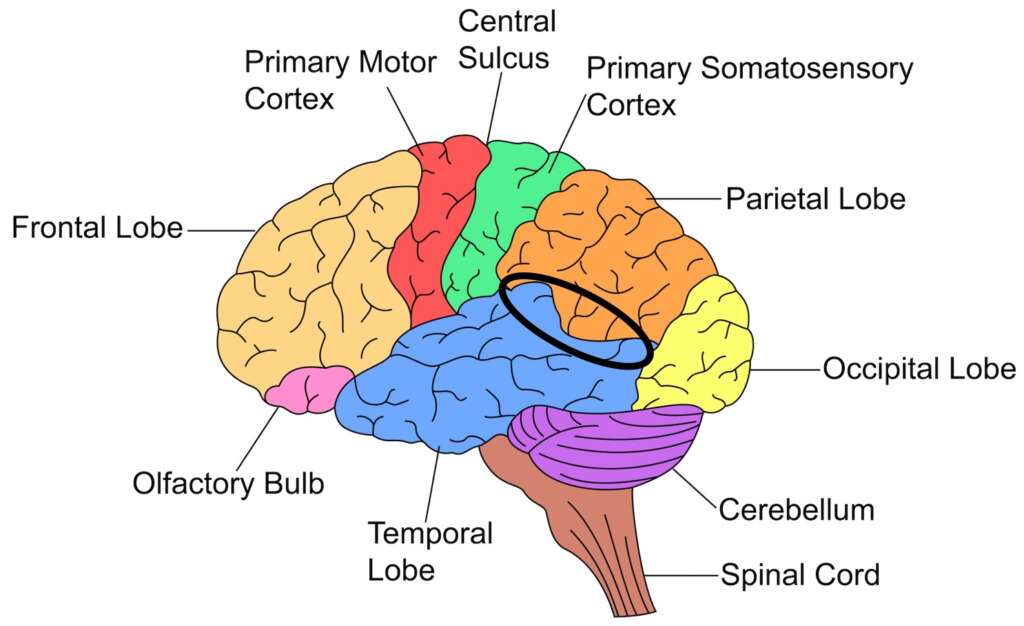 Things We See and Hear (Brain anatomy)