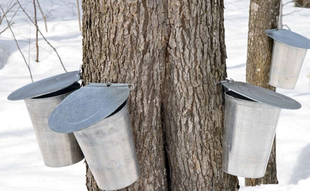 The Silver Maples of Spring. Harvesting maple syrup